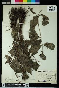 Image of Asplenium longicauda