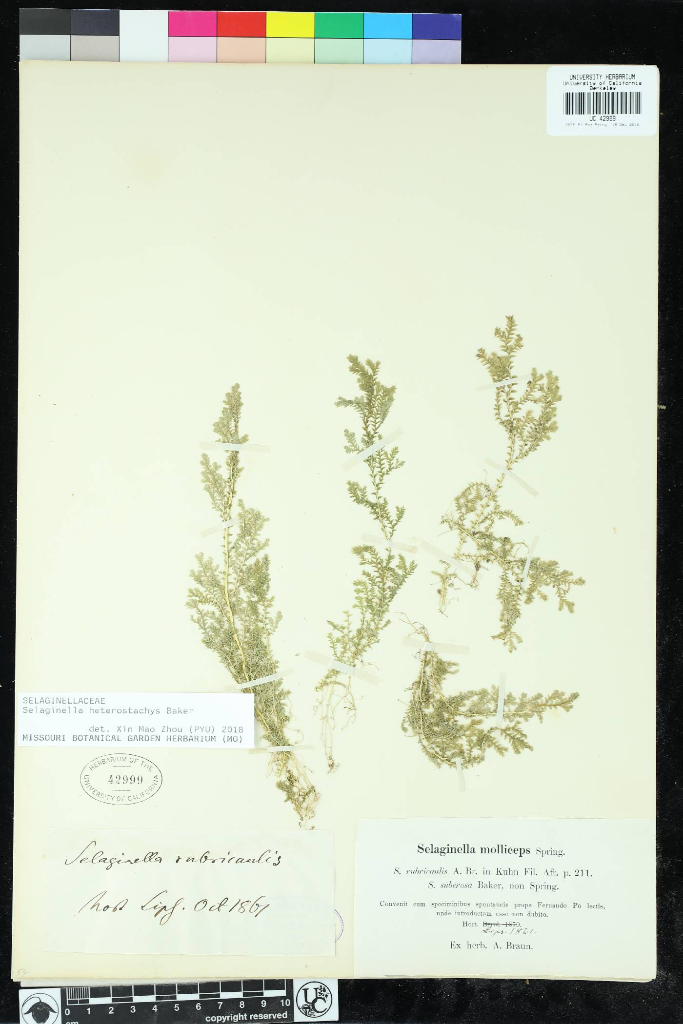 Selaginella heterostachys image