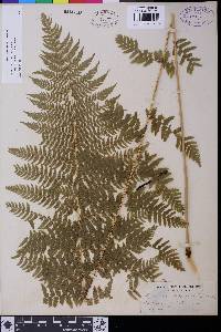 Athyrium filix-femina var. cyclosorum image