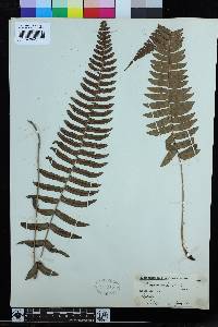 Blechnum occidentale image