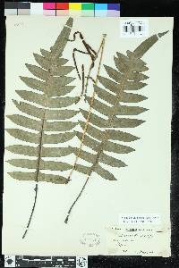 Austroblechnum divergens image