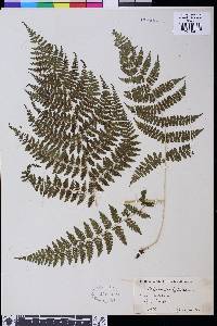 Athyrium dombeyi image