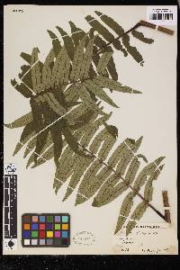 Marattia cicutifolia image