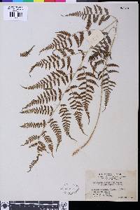 Anisocampium niponicum image
