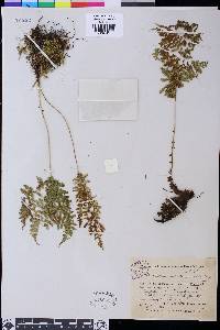 Diplazium sibiricum subsp. sibiricum image