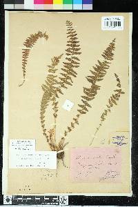 Woodsia mollis image