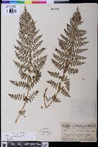 Athyrium distentifolium image