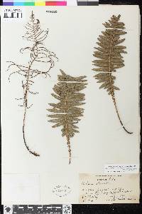 Austroblechnum raiateense image