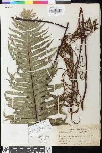 Austroblechnum raiateense image