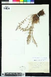 Woodsia scopulina image