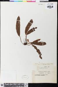 Elaphoglossum villosum image