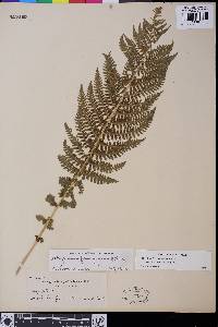 Athyrium filix-femina var. cyclosorum image