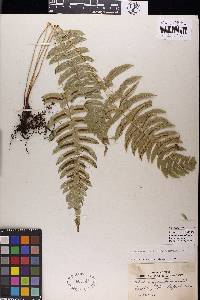 Blechnum appendiculatum image