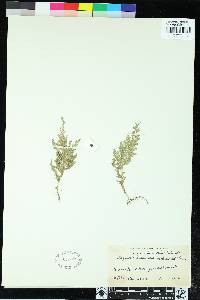 Selaginella kusaiensis image