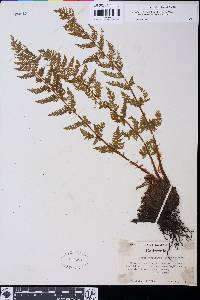 Athyrium distentifolium var. americanum image