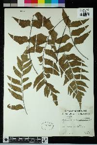 Image of Asplenium macrophyllum