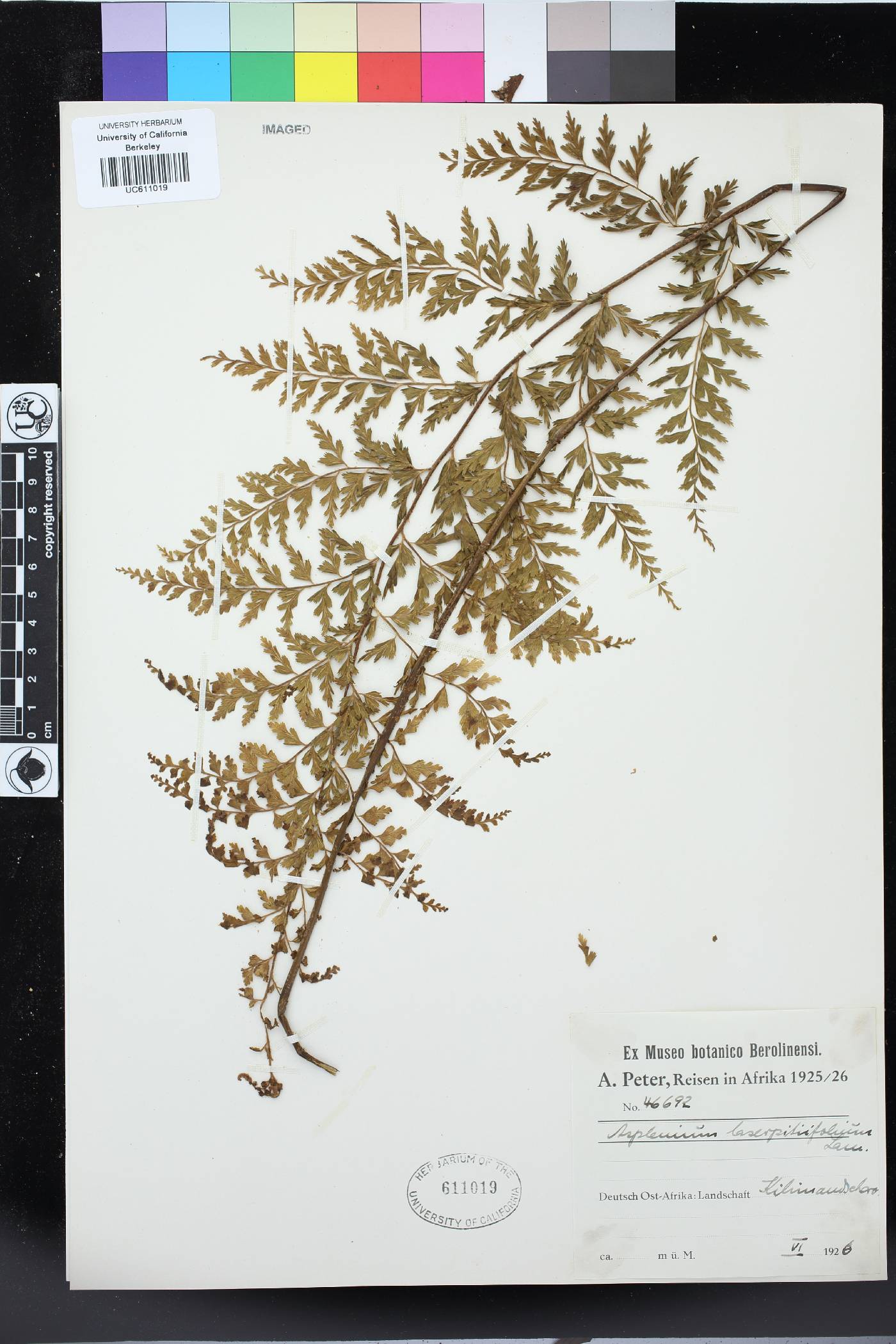 Asplenium laserpitiifolium image