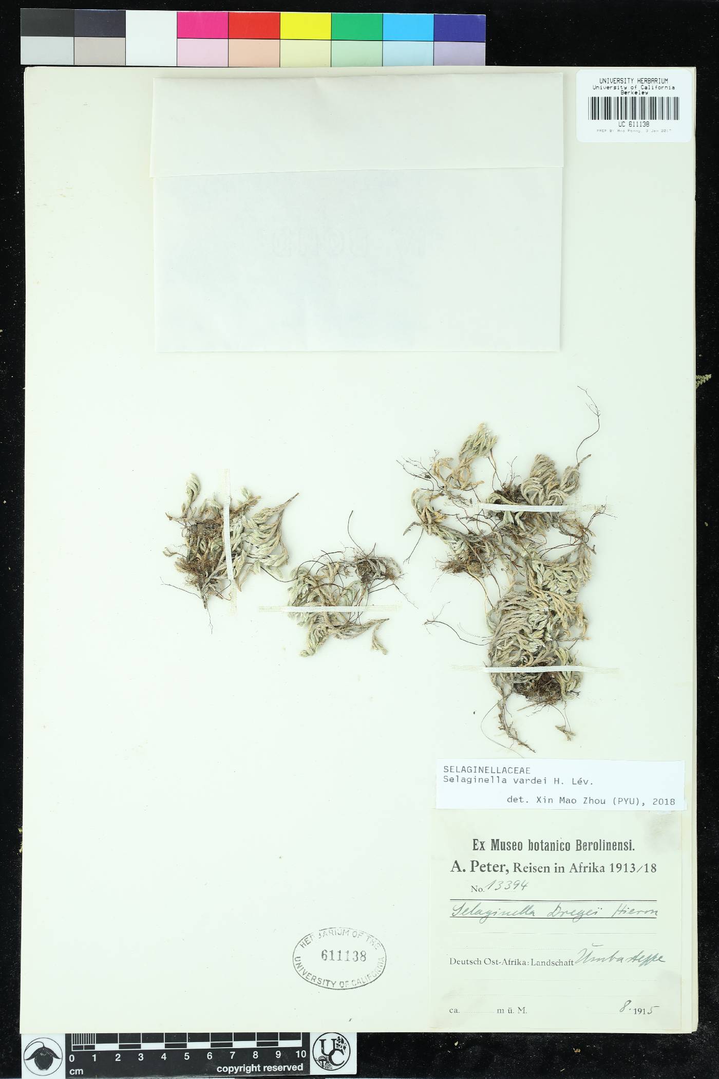 Selaginella vardei image