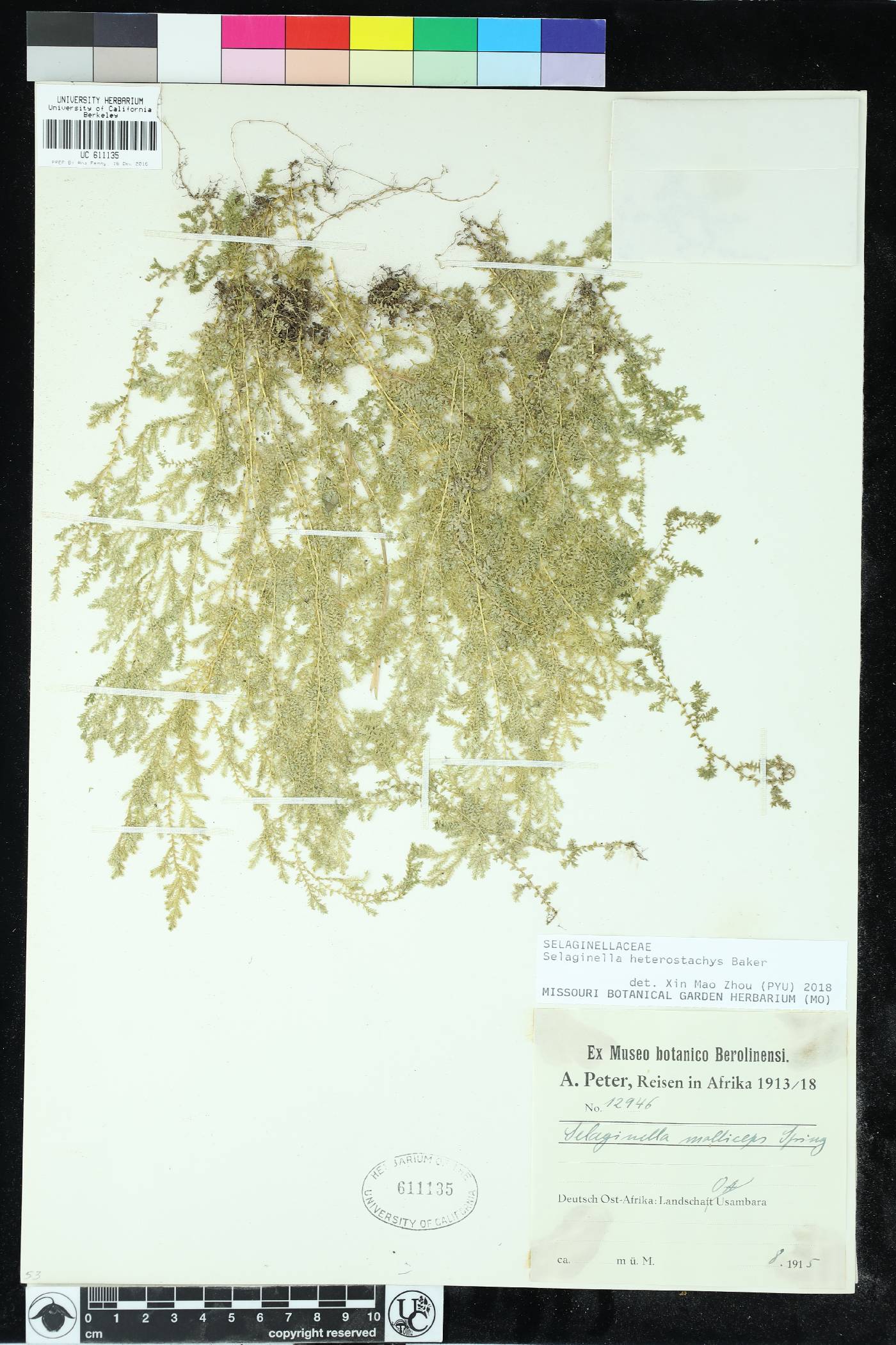 Selaginella heterostachys image