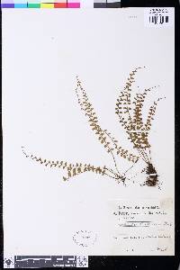 Asplenium sandersonii image