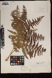 Pteridium aquilinum image