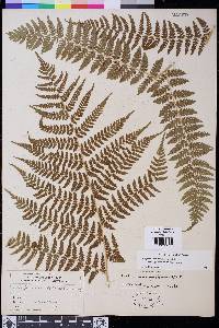 Athyrium filix-femina var. cyclosorum image