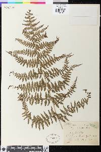 Athyrium tozanense image