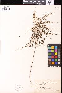Image of Asplenium hapalophyllum