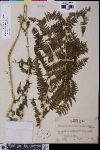 Athyrium filix-femina var. cyclosorum image