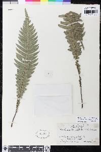 Austroblechnum doodioides image