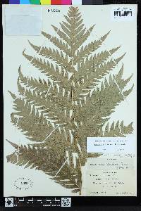 Woodwardia fimbriata image