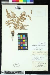 Woodsia cochisensis image