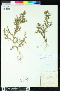 Selaginella heterostachys image