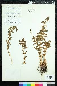 Woodsia montevidensis image