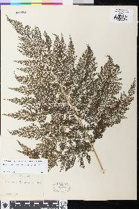 Athyrium microphyllum image