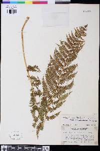 Athyrium filix-femina var. cyclosorum image