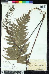 Austroblechnum divergens image