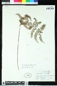 Asplenium thunbergii image