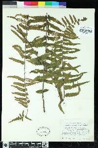 Asplenium dielfalcatum image