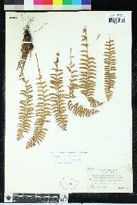 Woodsia polystichoides image