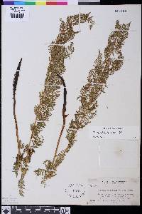 Athyrium distentifolium image