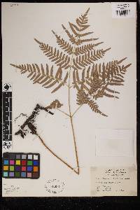 Pteridium aquilinum image