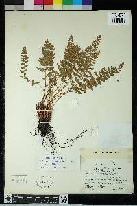 Woodsia ilvensis image