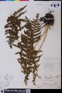 Athyrium filix-femina var. cyclosorum image