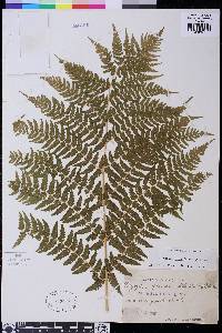 Athyrium asplenioides var. cyclosorum image