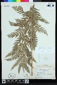 Woodwardia fimbriata image