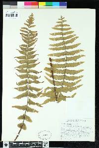 Asplenium dielfalcatum image