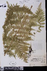 Athyrium filix-femina var. cyclosorum image