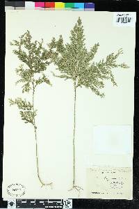 Selaginella moellendorffii image