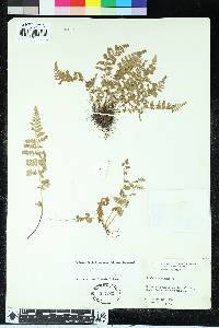 Woodsia plummerae image